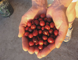 Coffee Variety Overview