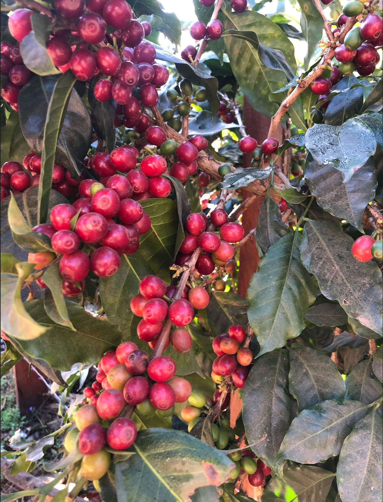 A TO Z OF COFFEE VARIETIES AT SINGLE O